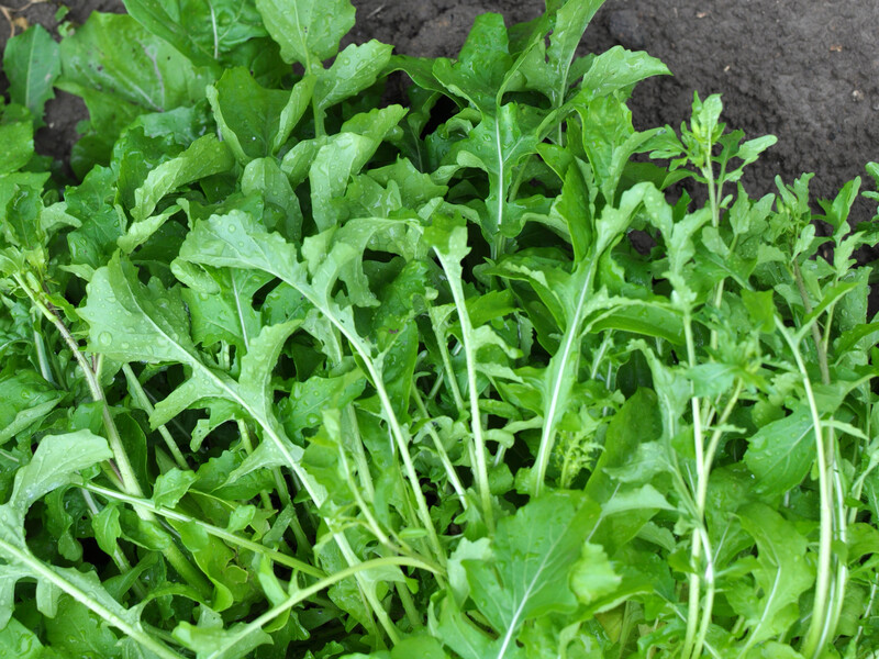 Вирощування руколи не потребує значних зусиль. Як отримати врожай усього за 30 днів