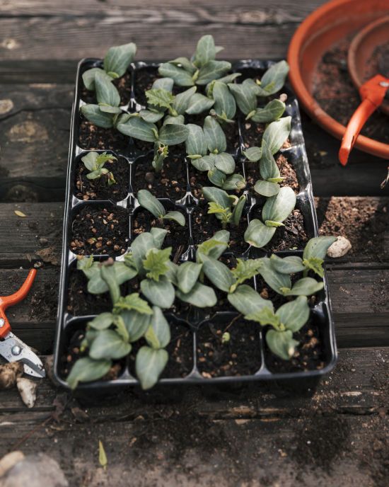 Які рослини не варто купувати як розсаду: вони погано ростимуть і не родитимуть