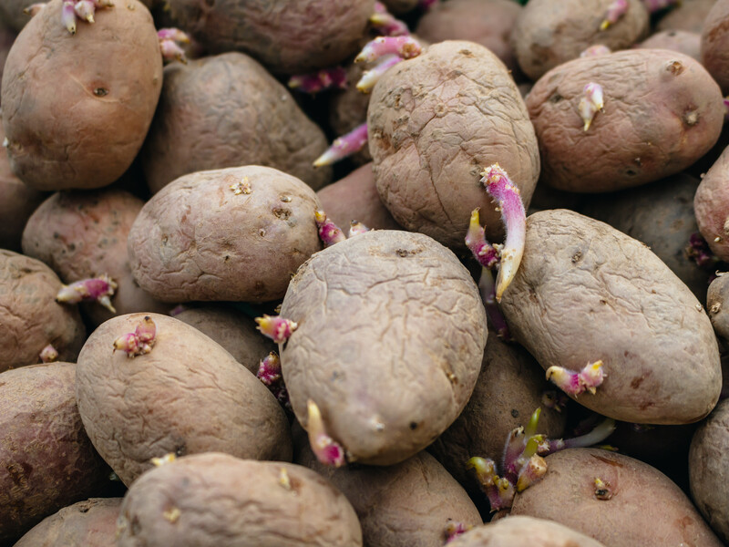 Терміново рятуйте насіннєву картоплю, якщо в лютому вона почала проростати. Лайфхаки від городників