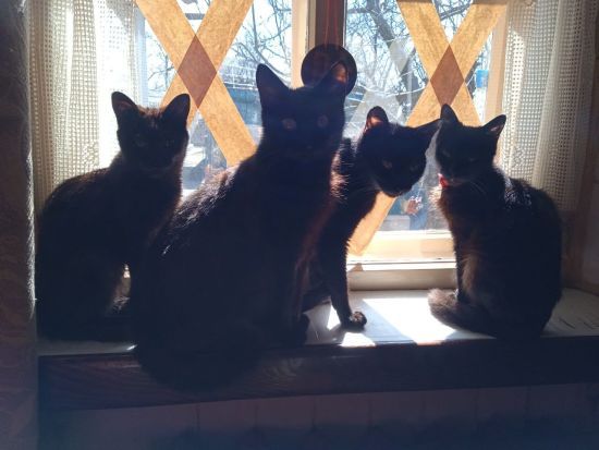 У Києві здається безкоштовна квартира любителям котів, але є ньюанси