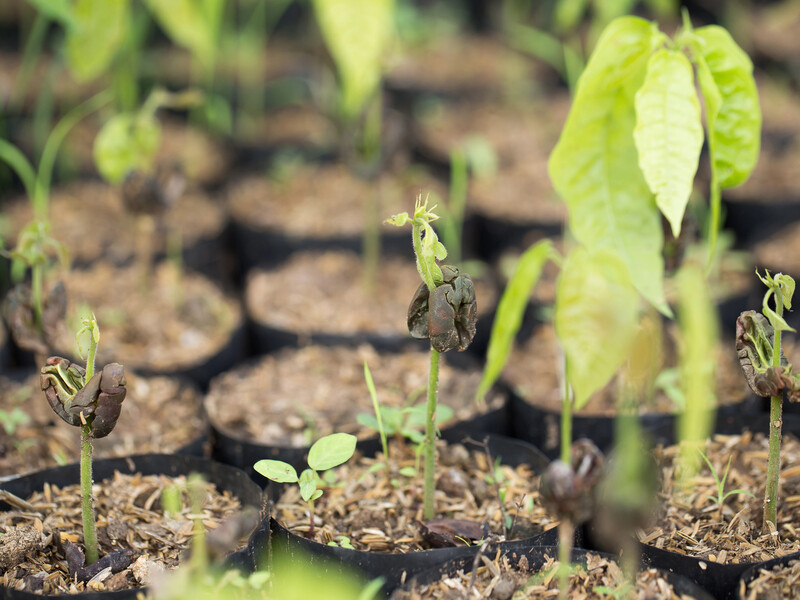 Зробіть це, щоб не втратити врожай. Як урятувати сіянці від чорної ніжки