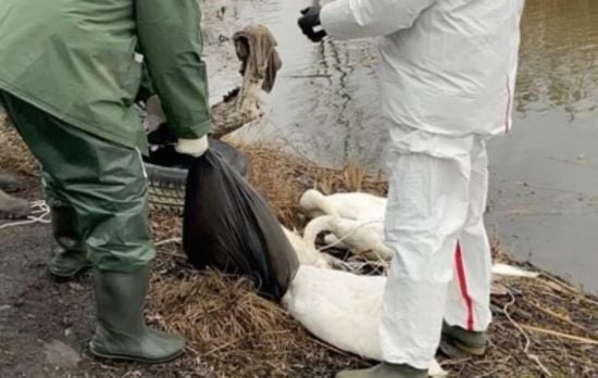 На Львівщині виявили 38 мертвих лебедів у заплавах річки: оголошено карантин (фото)