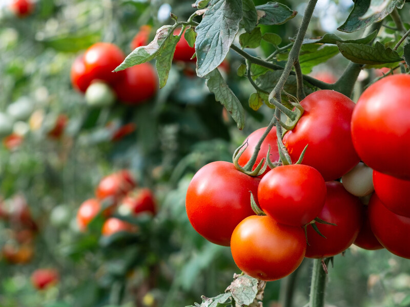 Смак і врожай помідорів приємно здивують, якщо їх підживити так