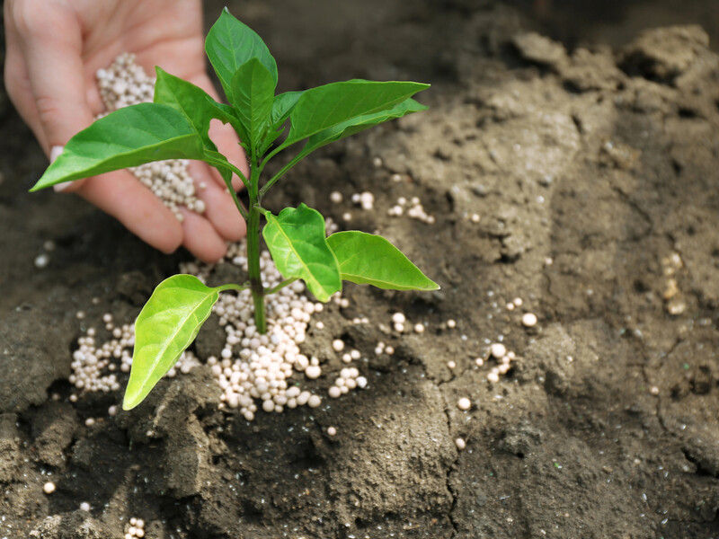 У якому дозуванні шкідливі мінеральні добрива – це потрібно знати кожному садівнику