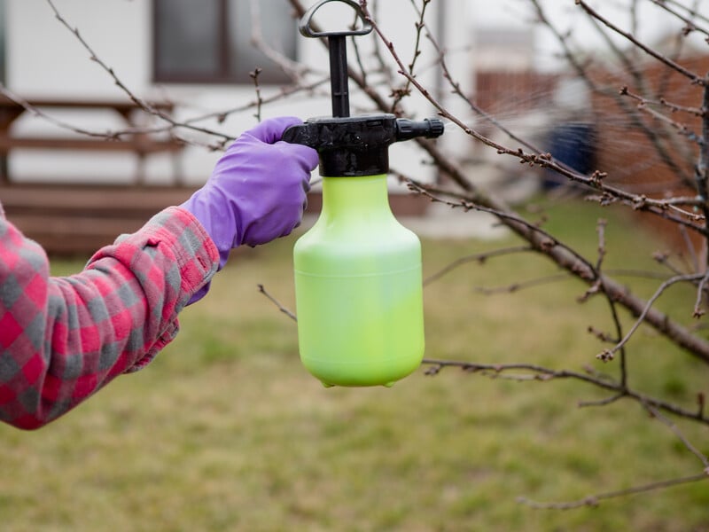 Обробіть цими засобами дерева в лютому, щоб отримати добрий урожай