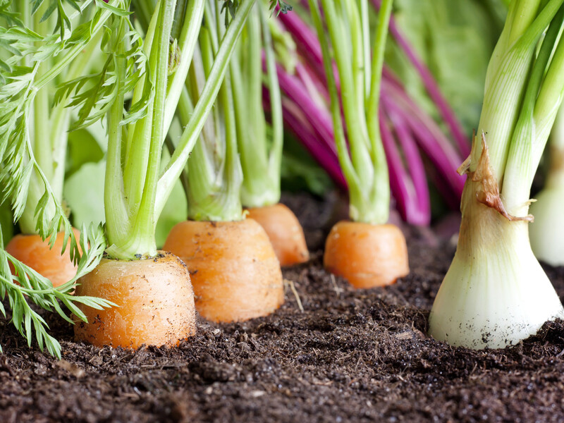 Не садіть ці рослини на ділянці після цибулі: вони страждатимуть від шкідників Не садіть ці рослини на ділянці після цибулі: вони страждатимуть від шкідників