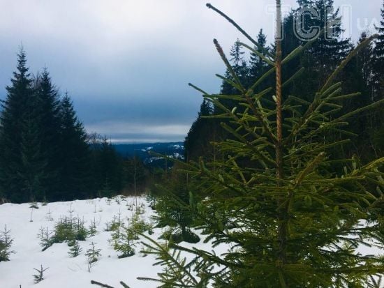 Заблукав в Карпатах: що відомо про долю туриста зі Львова, якого усю ніч шукала ДСНС