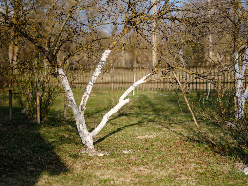 "М'які зими створюють ідеальні умови для цього патогену". Садівник пояснив, як захистити сад від моніліозу "М'які зими створюють ідеальні умови для цього патогену". Садівник пояснив, як захистити сад від моніліозу
