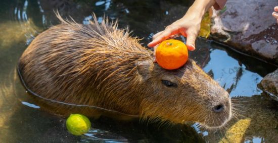 Капібари влаштовують хаос у Буенос-Айресі: влада готує радикальні заходи