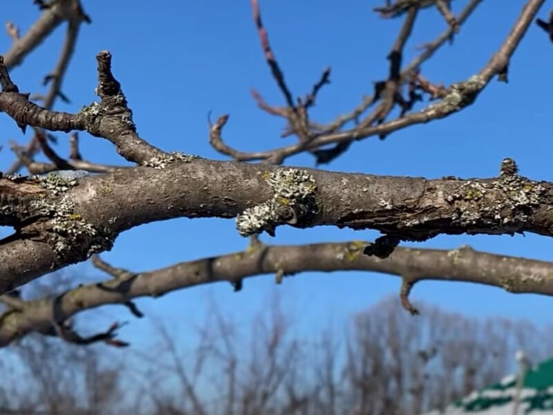 Проведіть це оброблення у плодовому саду – і на корі не залишиться лишайників Проведіть це оброблення у плодовому саду – і на корі не залишиться лишайників