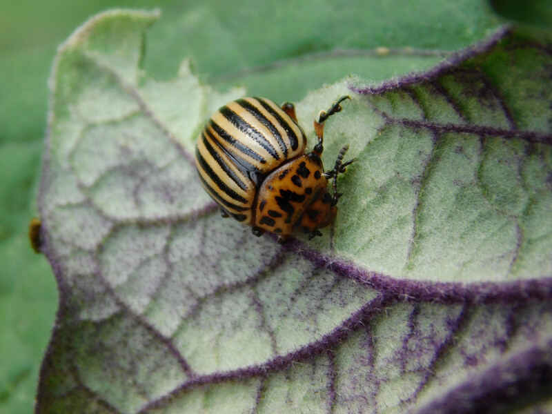 "Баклажани для жуків – як для мене чорний шоколад і сало". Як винищити колорадських жуків