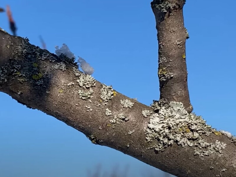 Зробіть це в морозну погоду – інакше сад загине. Названо ефективний спосіб боротьби з лишайниками