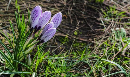Весна зі снігом і нічними морозами: прогноз погоди на найближчі дні