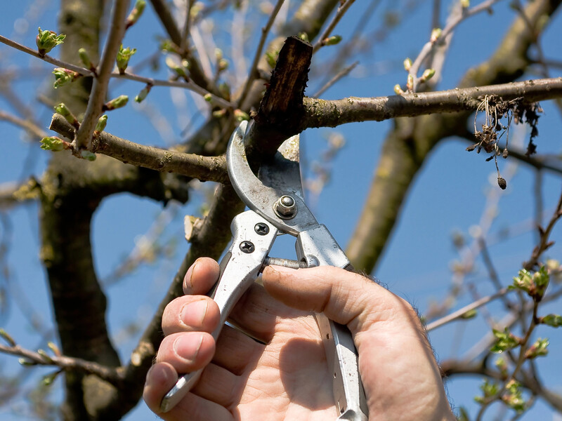 "Варто це пропустити, як пагони почнуть засихати". Садівник розповів, як навесні доглядати за вишнями