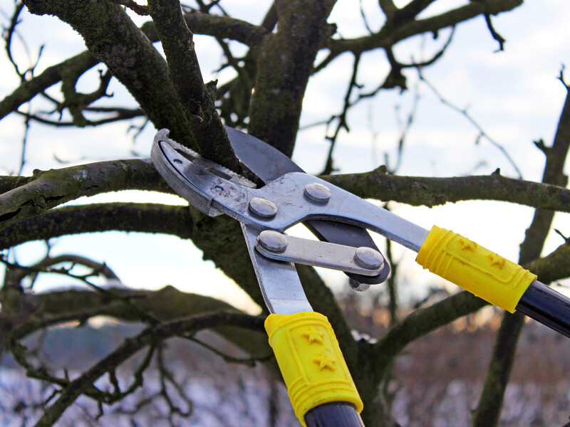 Кінець лютого – найкращий момент для обрізання саду. Зробіть це правильно й без шкоди для дерев