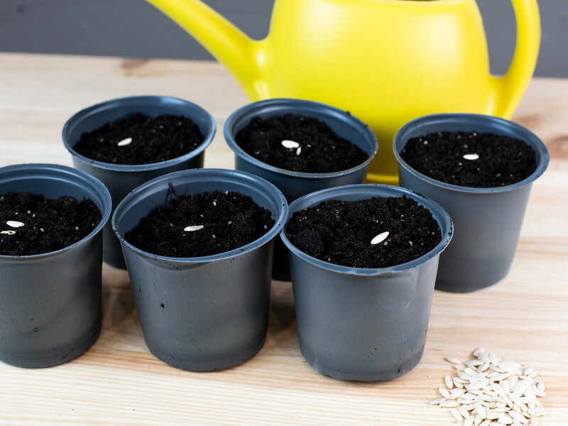 Не робіть цього одразу після посіву насіння. Городники попередили