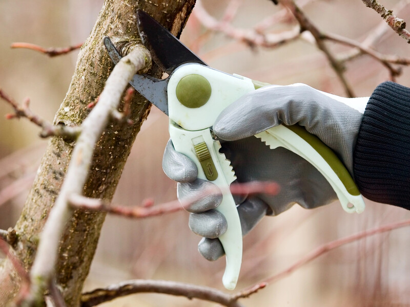 Садівники назвали гілки, які потрібно видалити під час весняного обрізання саду. Схема