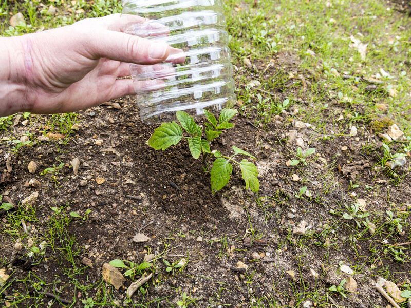 Зробіть пікірування томатів, щоб вони виросли сильнішими