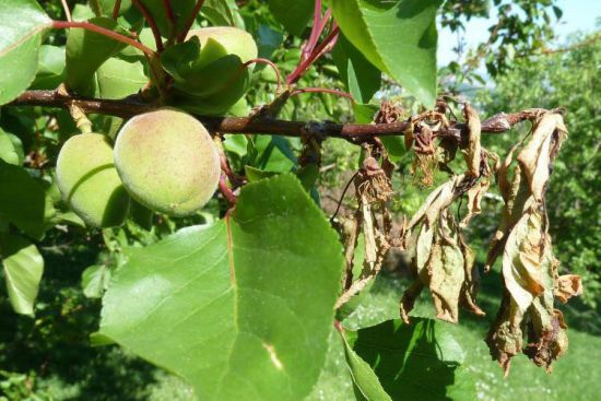 Чим обробити абрикос від моніліозу: ефективна схема від фахівця