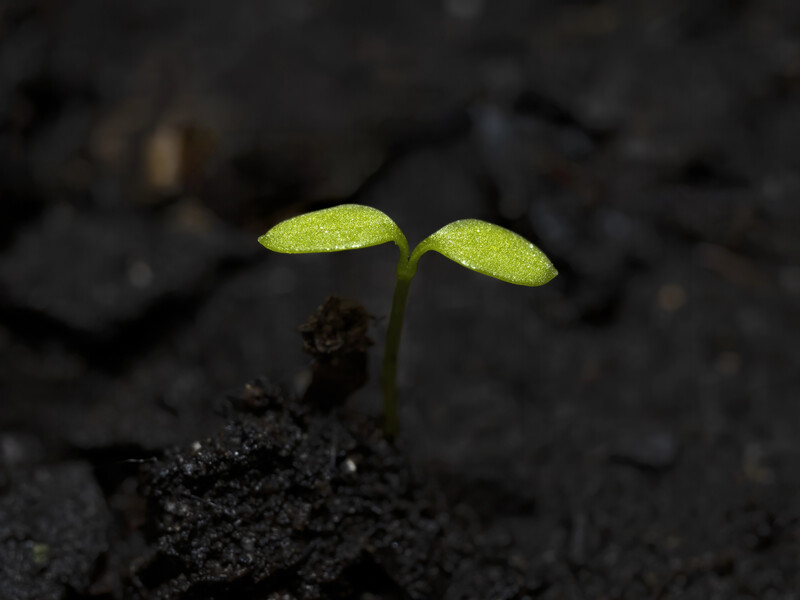 Зробить це зі звичайною водою – і чорна ніжка на розсаді не згубить рослини