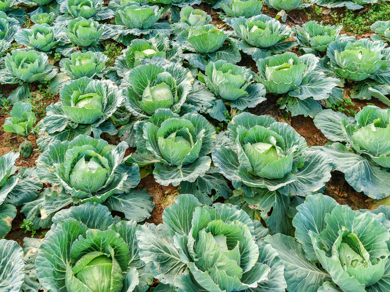 Невибаглива, смачна і стійка до заморозків. Назвали три найкращі сорти ранньої капусти