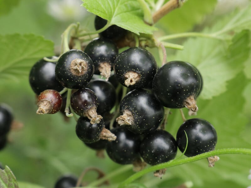 Полийте цим смородину в лютому – і влітку зберете рекордний урожай. Рецепт ефективного підживлення