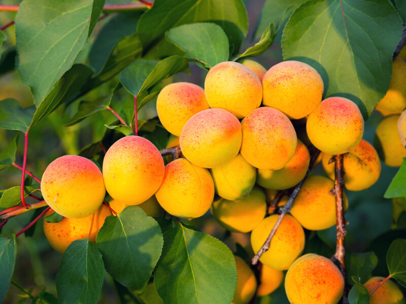 Якщо посадите це біля абрикоса – урожай плодів буде меншим