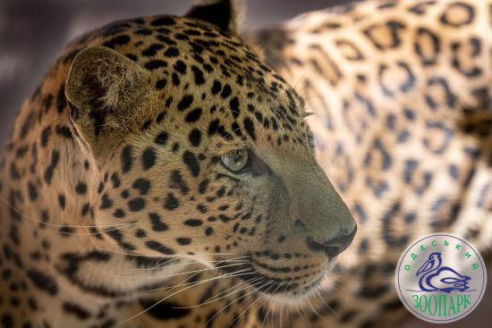 Леопард вдерся на весільну вечірку: чим закінчився візит непроханого гостя