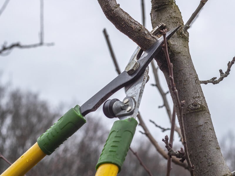 Позбавтеся на деревах цього, щоб не втратити врожаю
