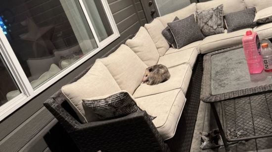 Опосум влаштував наліт на дім, з'їв цілий торт та не зміг втекти: його госпіталізували (фото)