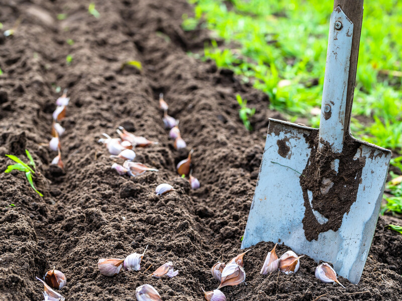 Посадіть біля часнику цю культуру, щоб збільшити загальний урожай