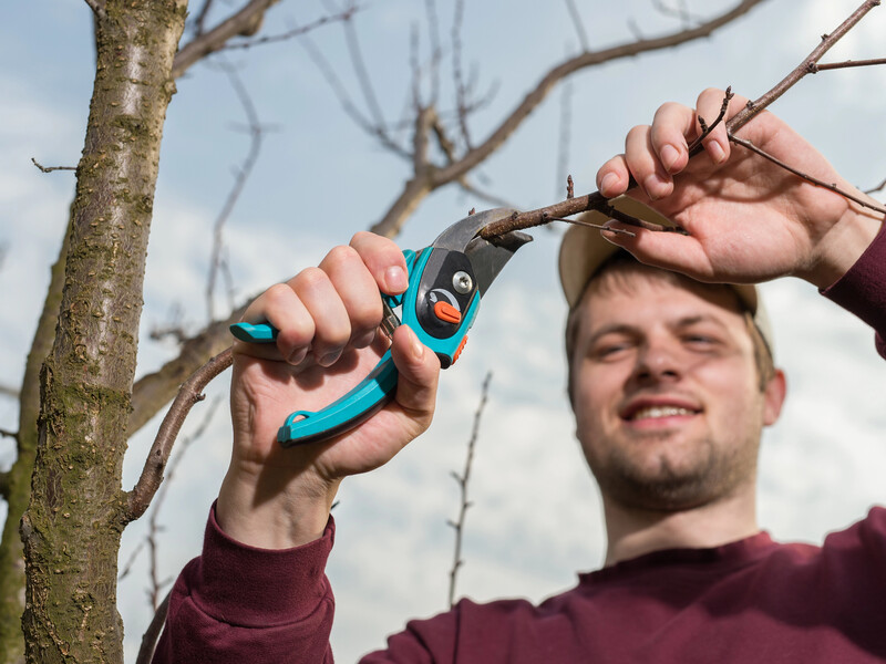 Не робіть цього під час обрізання дерев. Поради садівників