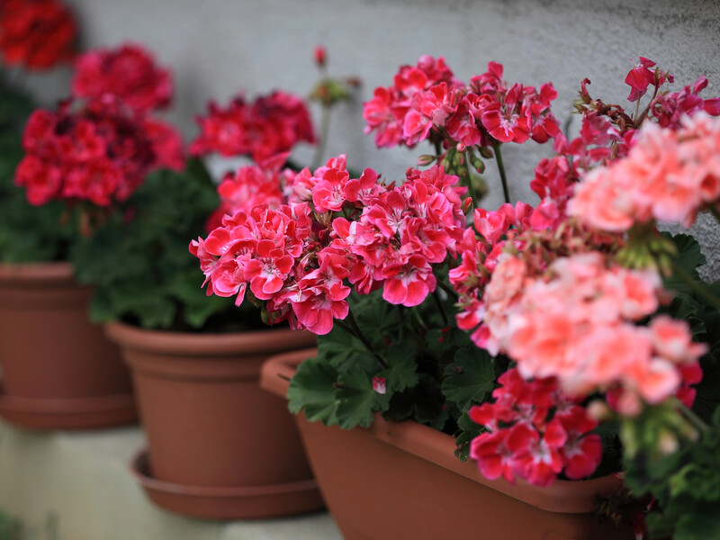 Розчиніть це у воді – і навіть стара герань знову рясно зацвіте. Рецепт ефективного підживлення