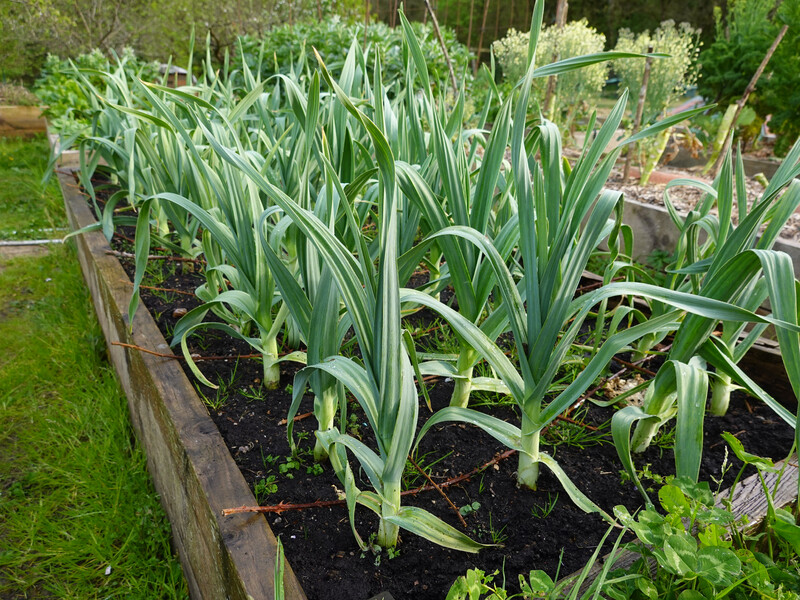 Перед посівом насіння замочіть його на добу. Як виростити товсті й міцні стебла цибулі порей