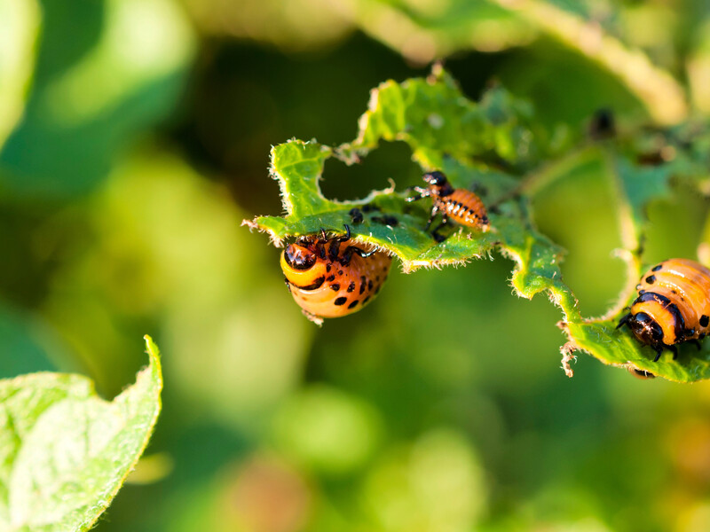 Цей метод допоможе знищити колорадських жуків без хімікатів Цей метод допоможе знищити колорадських жуків без хімікатів