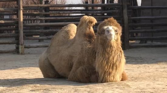 Пережив окупацію, а тепер – на межі виживання: зоопарк “XII Місяців” ледь зводить кінці з кінцями