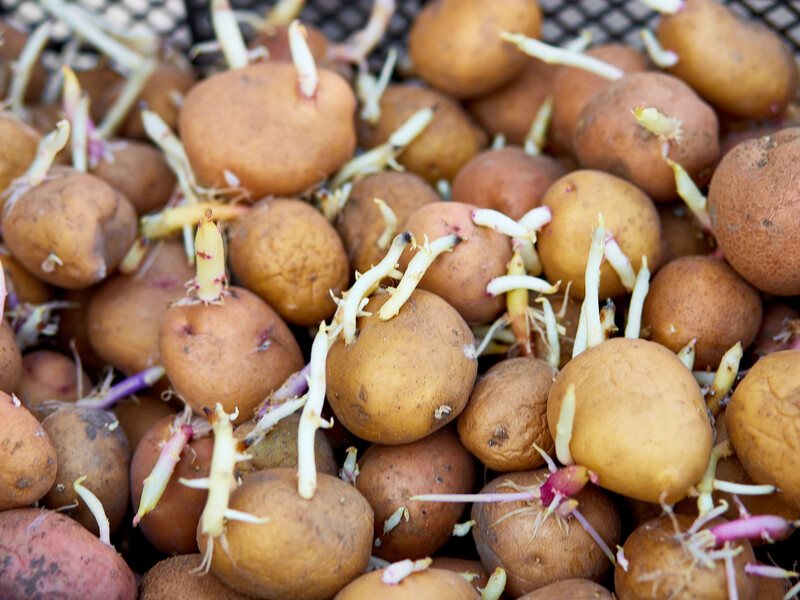 Що робити з картоплею, яка вкрилася довгими паростками