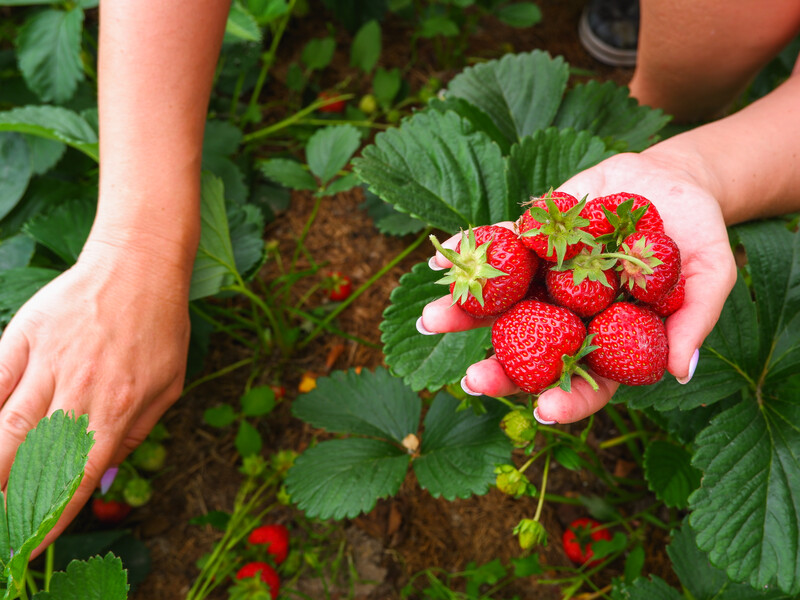 Правила весняної посадки. Як посадити полуницю, щоб кущі були міцними, а ягоди соковитими