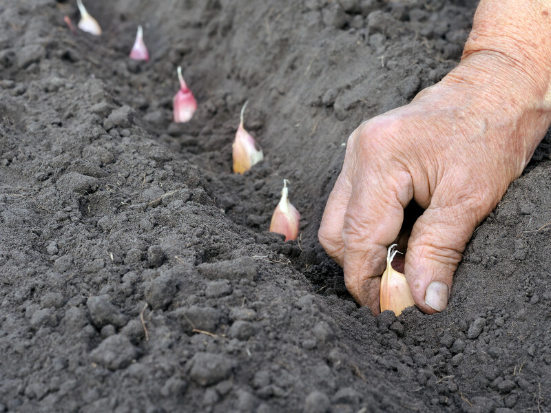 Загорніть зубчики часнику перед посадженням у це, щоб прискорити проростання