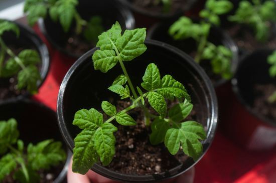 Городники назвали сорти найбільш скоростиглих томатів: перший урожай збиратимете вже на початку літа