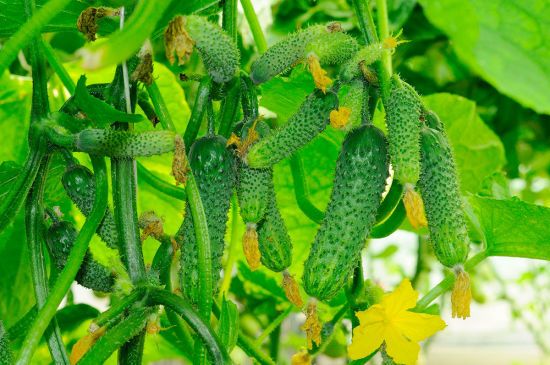 Обираємо найкращі сорти огірків для консервування