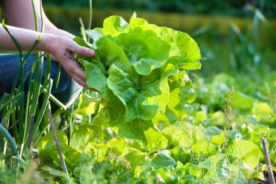 У Львові в партії імпортного салату знайшли небезпечного шкідника: що відомо