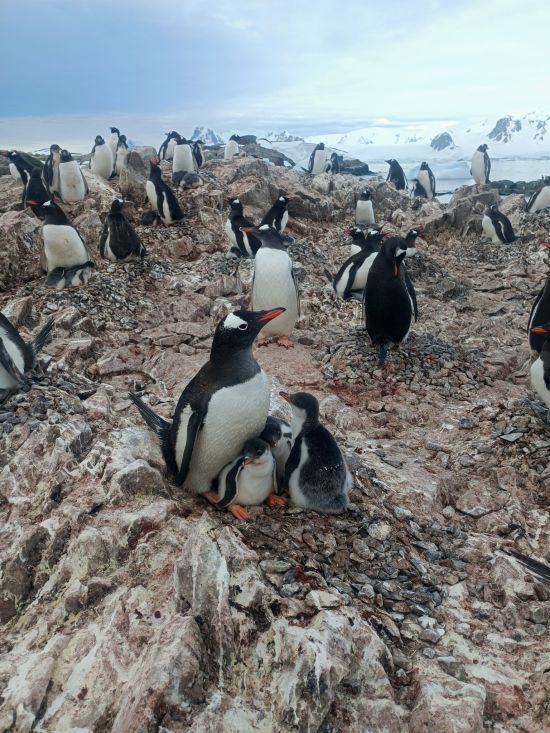 В Антарктиді помітили унікальну родину пінгвінів: фото