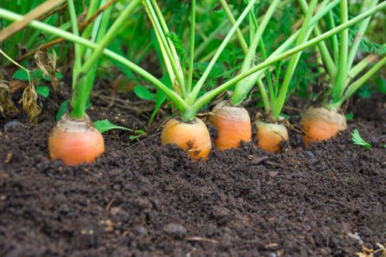 Найкращі сорти моркви для зберігання: вибираємо разом з експертами