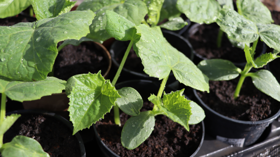 Коли сіяти насіння огірків у відкритий ґрунт 2025 року: які повинні бути умови