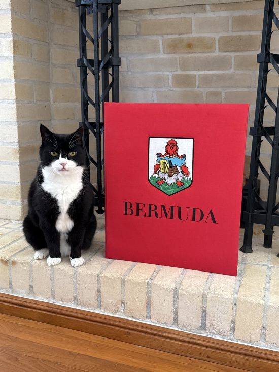 Кіт Пальмерстон повертається: колишній мишолов МЗС знову на службі