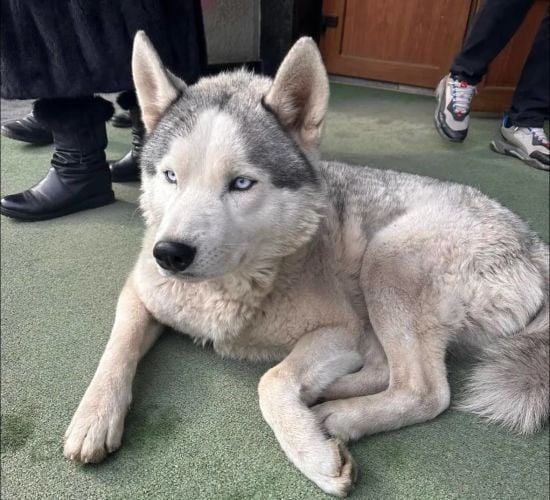 Відданість, що розриває серце: у Чернівцях хаскі чекає на повернення мобілізованого господаря