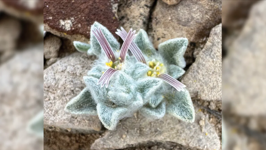 У парку знайшли "шерстистого диявола": що це таке (фото)