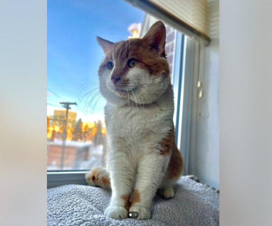 Жінка показала кота з "найбільшими" у світі щоками: який вигляд він має (фото)