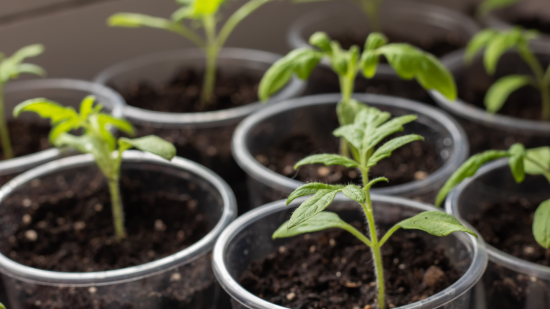 Коли сіяти помідори на розсаду в лютому 2025 року: запам'ятайте дати, щоб отримати великий урожай